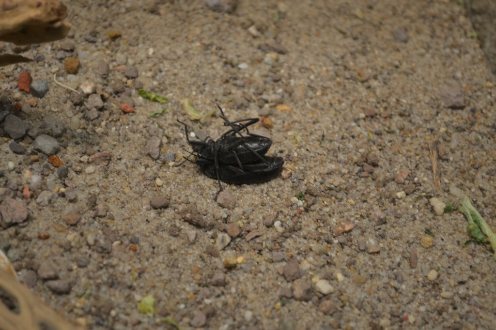 bugs mating roach sex