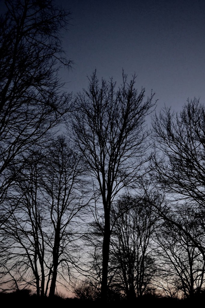 trees at dusk,winter trees