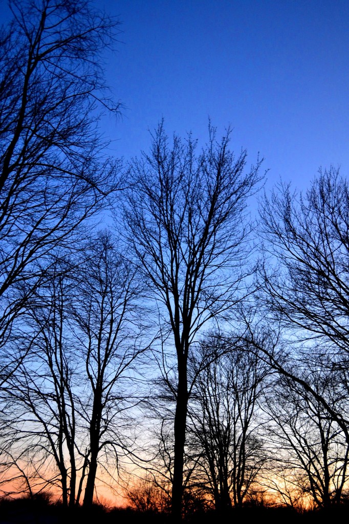 dusk,trees