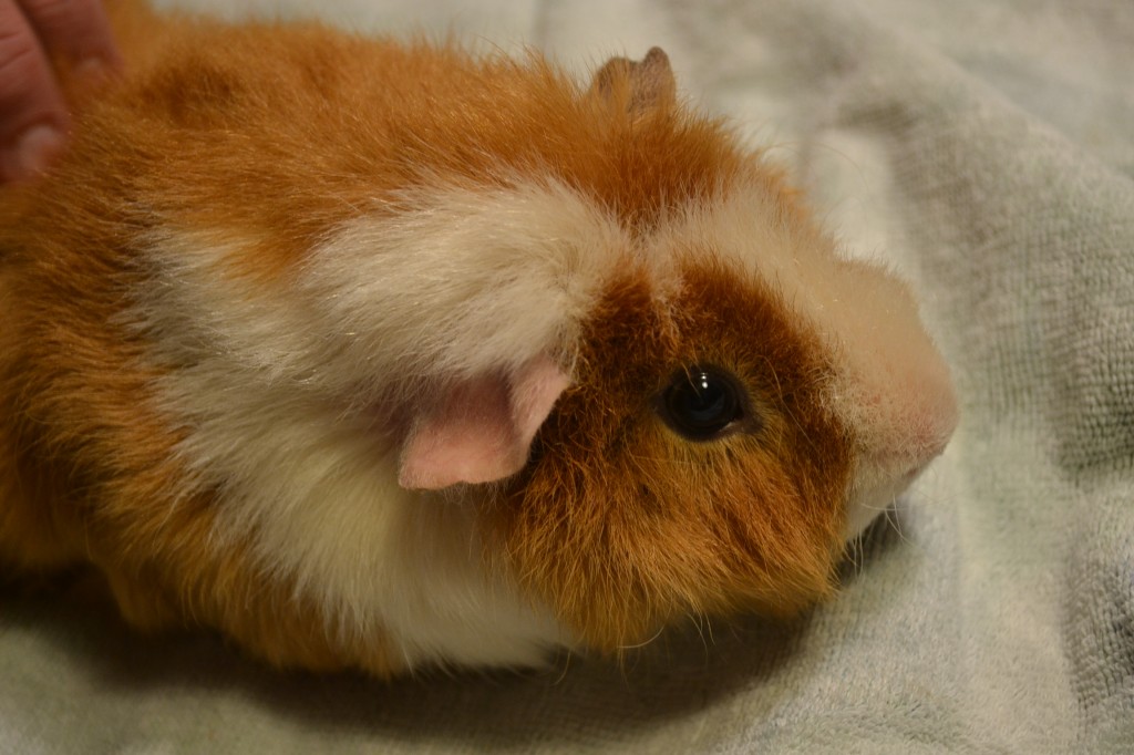 guinea pig wired hair
